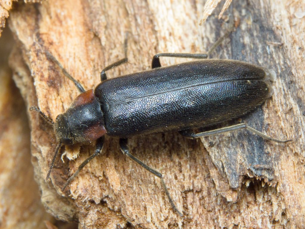 Phryganophilus auritus Motschulsky, 1845